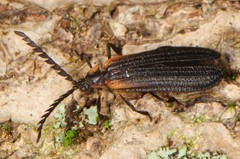 Leptoceletes basalis
