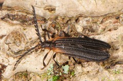 Leptoceletes basalis