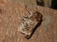 Mecytha fasciata