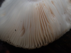 Russula marangania