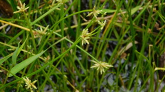 Isolepis prolifera