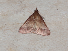 Arippara disticha