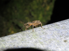 Anagotus rugosus