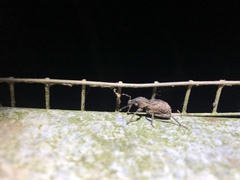 Anagotus rugosus