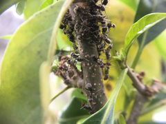 Liometopum apiculatum