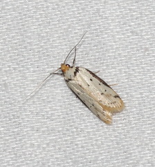 Philobota thiocrossa