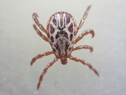 Representative image of Dermacentor