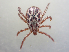 Dermacentor hunteri