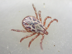 Dermacentor hunteri