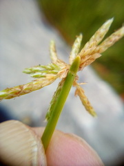 Isolepis prolifera