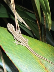 Toropuku stephensi