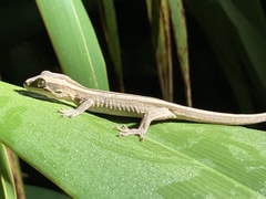 Toropuku stephensi