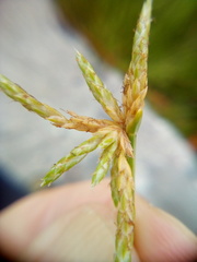 Isolepis prolifera