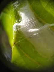 Hyllus diardi