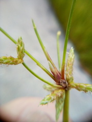 Isolepis prolifera