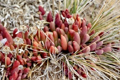 Carpobrotus glaucescens