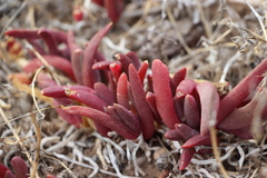 Carpobrotus glaucescens