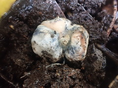 Rossbeevera vittatispora