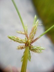 Isolepis prolifera