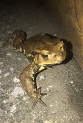 Bufo formosus