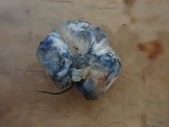 Rossbeevera vittatispora