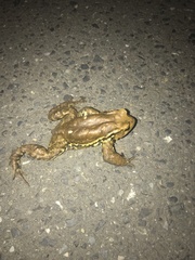 Bufo formosus