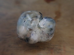 Rossbeevera vittatispora