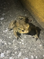 Bufo formosus