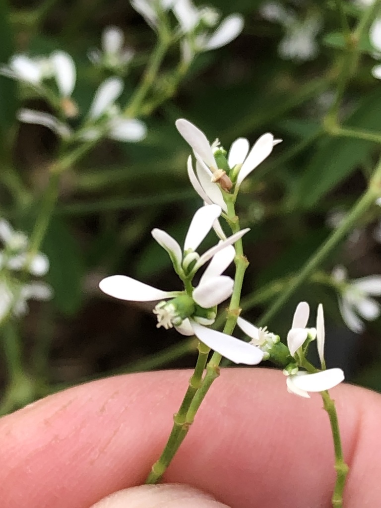 Euphorbia graminea, Alberto Hidalgo, Departamento de Lima, PE