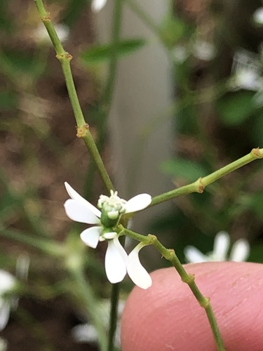 Euphorbia graminea