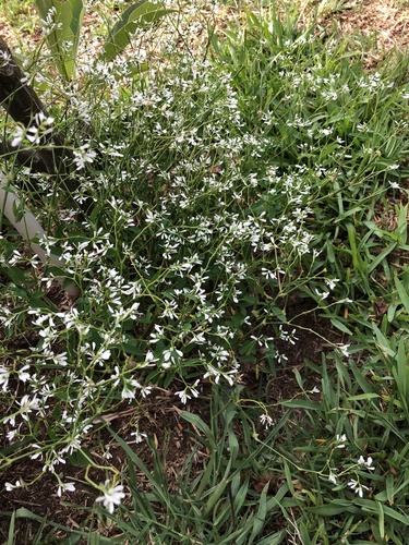 Euphorbia graminea