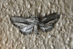 Holochroa dissociarius