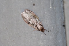 Semioscopis mcdunnoughi