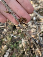 Rhopalomyia grossulariae