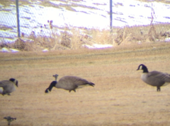 Branta hutchinsii hutchinsii