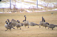 Branta hutchinsii hutchinsii