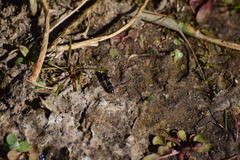 Pseudoscaeva diversifasciata