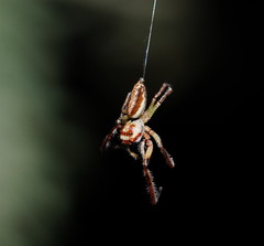 Opisthoncus abnormis