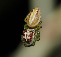 Opisthoncus abnormis