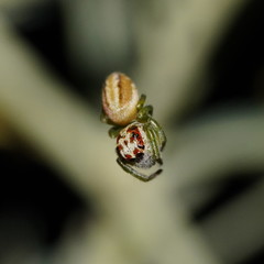 Opisthoncus abnormis