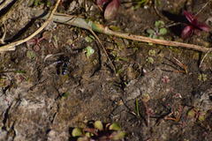 Pseudoscaeva diversifasciata