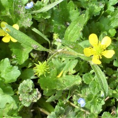 Ranunculus muricatus