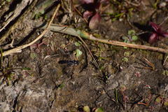 Pseudoscaeva diversifasciata