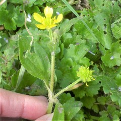 Ranunculus muricatus