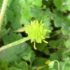 Ranunculus muricatus
