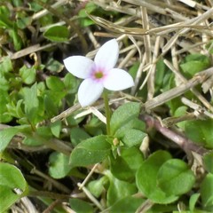 Houstonia pusilla