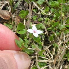 Houstonia pusilla