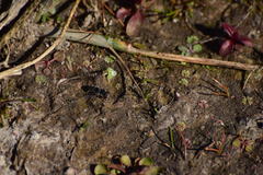 Pseudoscaeva diversifasciata