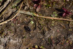 Pseudoscaeva diversifasciata