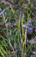 Alopecurus carolinianus